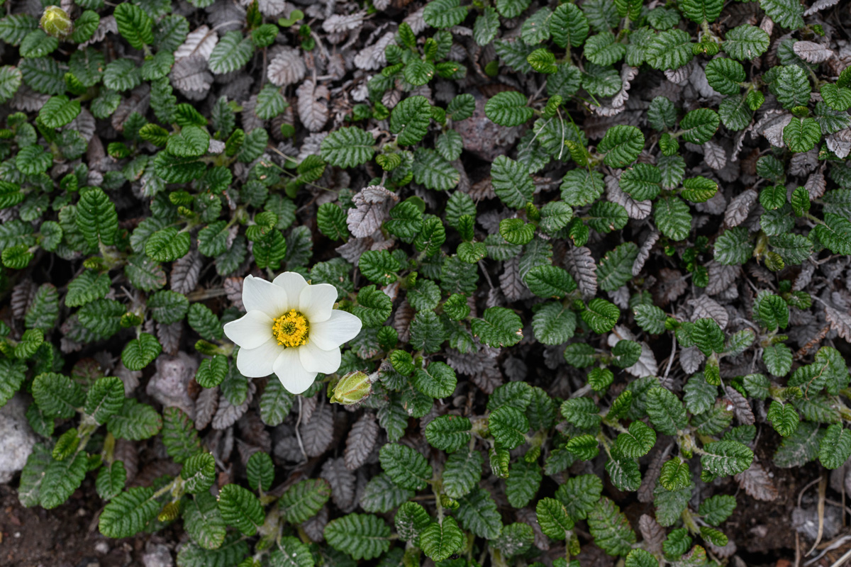 チョウノスケソウ開花