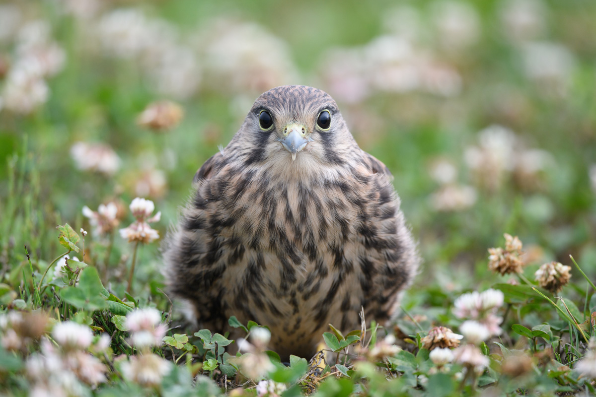 チョウゲンボウ