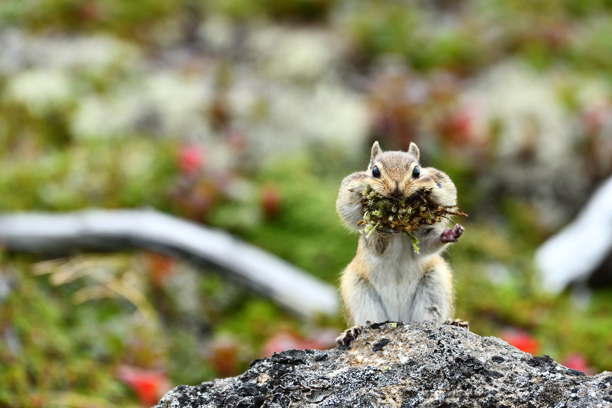 エゾシマリス